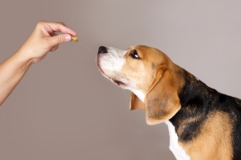 The beagle dog is waiting to be given a pill from the hands of the owner or a doctor. The concept of pet supplements, holistic pet health.